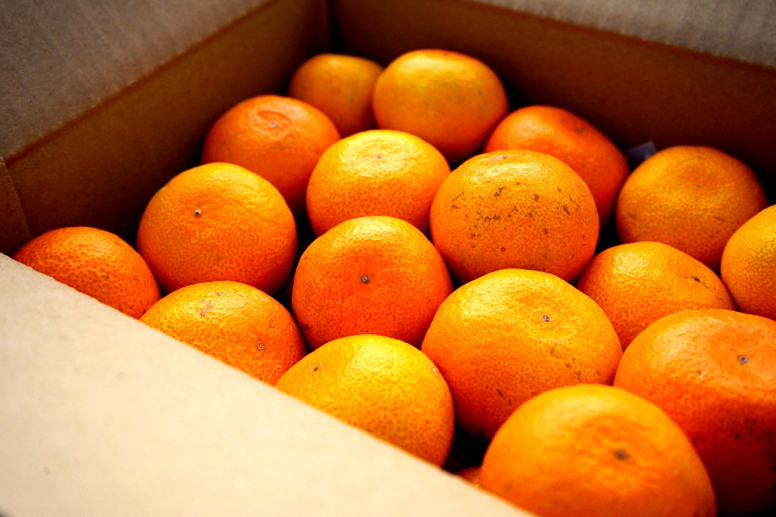 中島の宮川早生みかん※11月中旬頃〜配送 – 【産地直送お取り寄せ通販