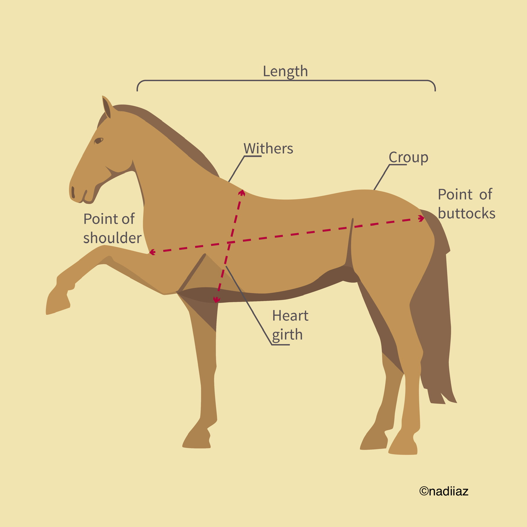 No. 42 Hand | 東京クラシッククラブ