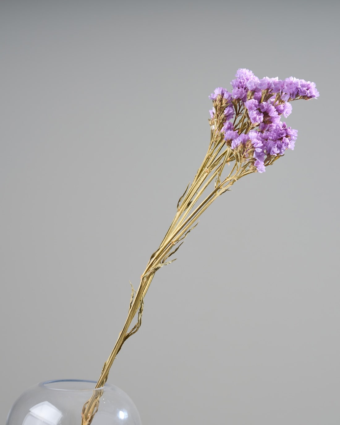 スターチス 通販｜ドライフラワー・スワッグ専門店 土と風の植物園