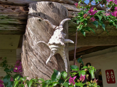 沖縄の魔除け 水字貝（スイジガイ）｜沖縄なんでも情報｜手作り