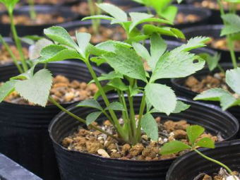 目的によるクリスマスローズ苗の選び方