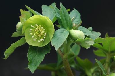 クリスマスローズ ヘレボルスの原種・原種を使った交配種販売