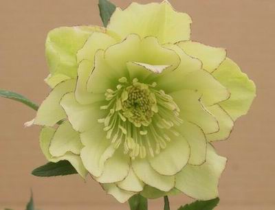 クリスマスローズのダブル（八重） 種通信販売 ＞ クリスマスローズ