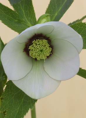 クリスマスローズのシングル（一重） 苗販売 ＞ クリスマスローズ