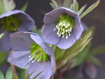 クリスマスローズのシングル（一重） 種通信販売 ＞ クリスマスローズ