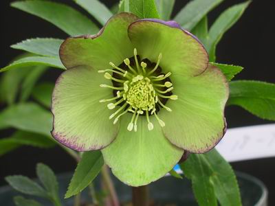 クリスマスローズ シングル グリーンピコティ 翡翠 種