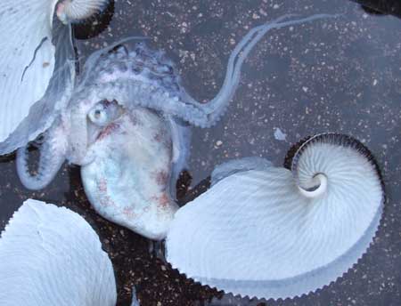 775貫目]葵貝／アオイガイ | WEB寿司図鑑