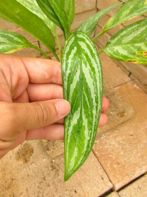 Aglaonema lillian (アグラオネマ・リリアン) 映画レオンラストに登場