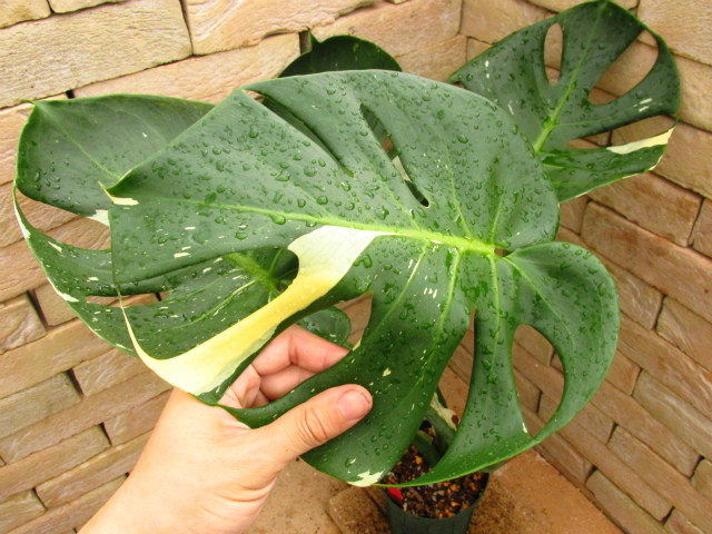 モンステラ・デリシオーサ 丸葉安定斑の選別品 ステムカット無 | 希少