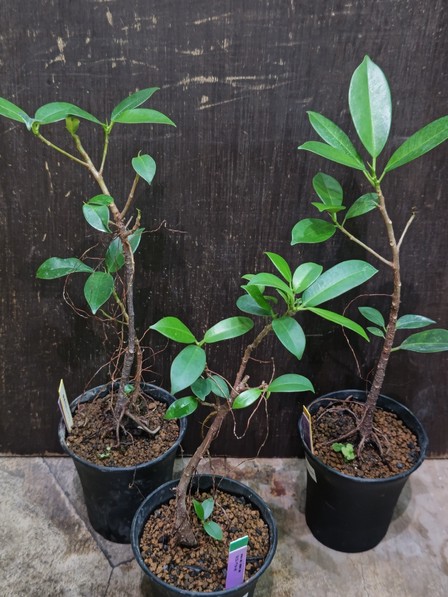 ガジュマル Ficus microcarpa 鹿児島県産 【アクアフィールド】熱帯魚