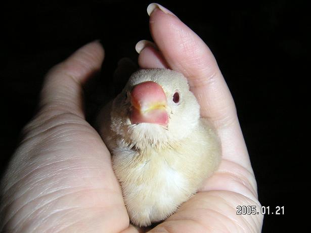 お子様文鳥たち3