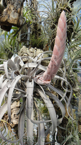 日本ブロメリア協会 会長の部屋