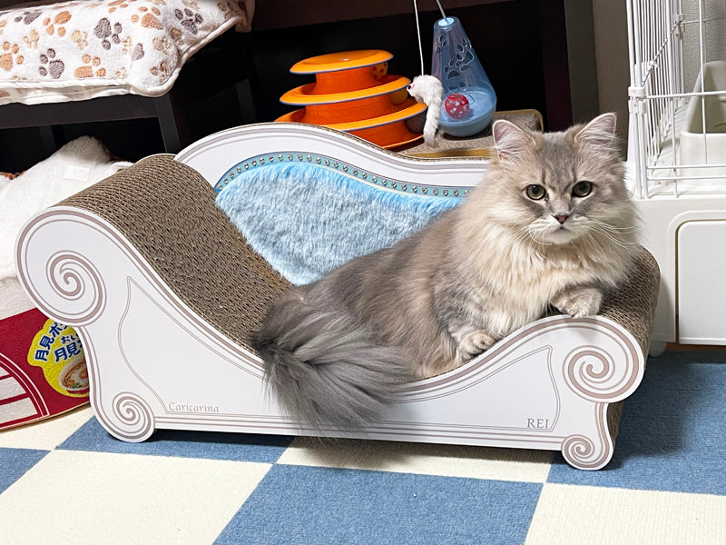 初めて見る爪とぎソファに興味津々！ミヌエットのレイちゃん – 猫の爪