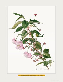 太田洋愛 Yoai OHTA