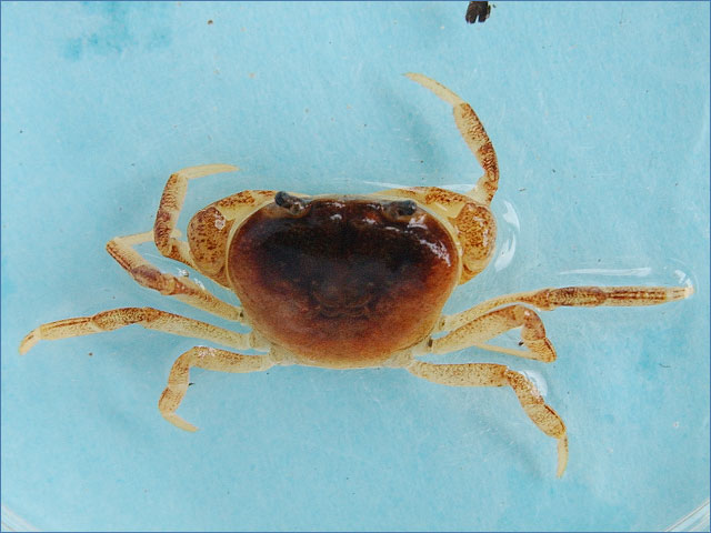 サワガニ】水生生物図鑑・アルバム