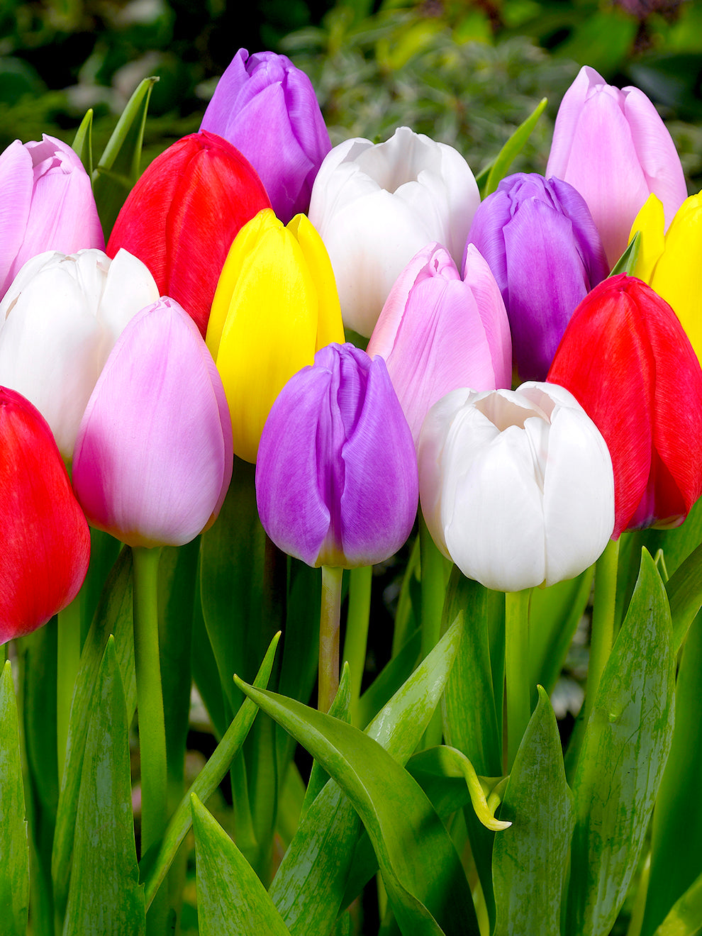 Tulip Lollypop Collection | DutchGrown™ | Tulip Bulbs For Sale!