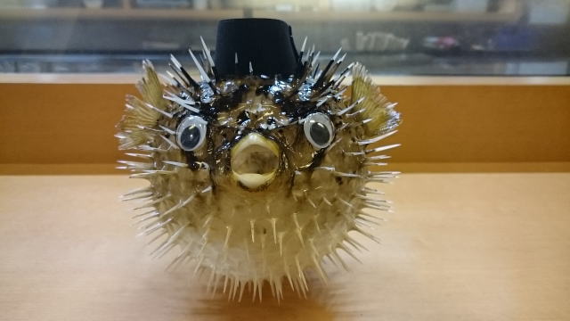 ふぐちょうちん！ | 太一寿し