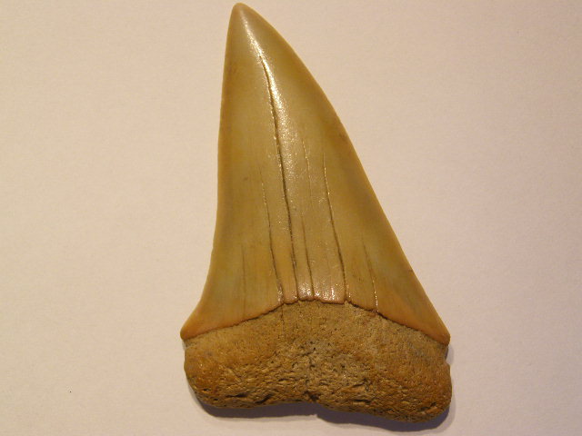 巨大サメの歯化石 Isurus hastalis (イスルス ハスタリス)/SHK-003