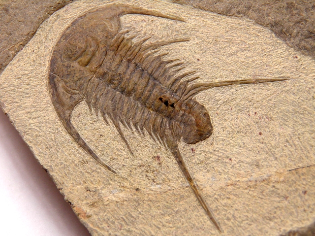 スペイン産カンブリア紀前期三葉虫 Redlichiid (レドリキア)/RDL-001