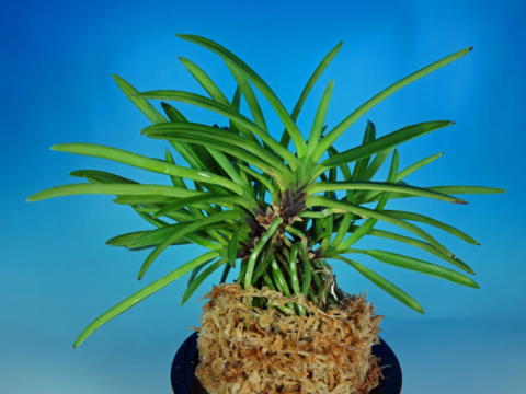 湖東錦中斑 - 野村風蘭研究室（佳風庵）