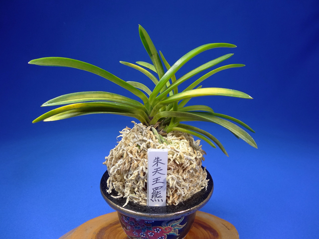 野村風蘭研究室 富貴蘭・風蘭～朱天王羆～