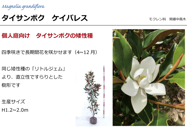 タイサンボク ケイパレス | 公式HP (農)桃山町植木組合