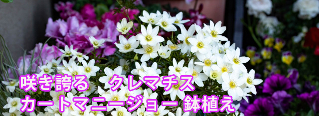 クレマチス カートマニージョー お取り寄せ 通販 商品詳細｜ブルー