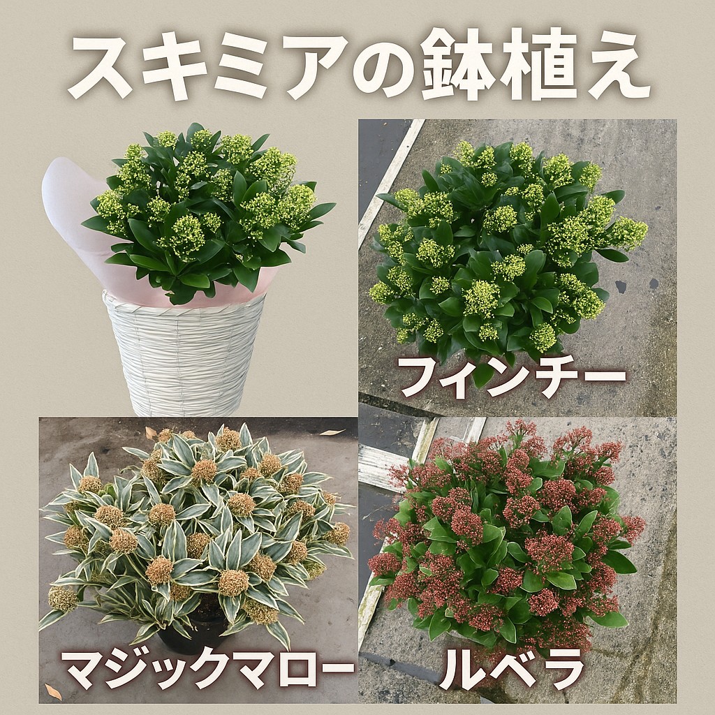 スキミア ルベラ ギフト 通販 送料無料 ネット通販花屋 花樹有（かじゅ