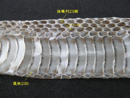 今朝、松口の方からヘビの抜け殻が届けられる | キョロロ通信(公式ブログ）