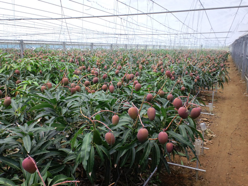 マンゴーの栽培なら宮古島マンゴー市場の苗木。 - 宮古島産マンゴー