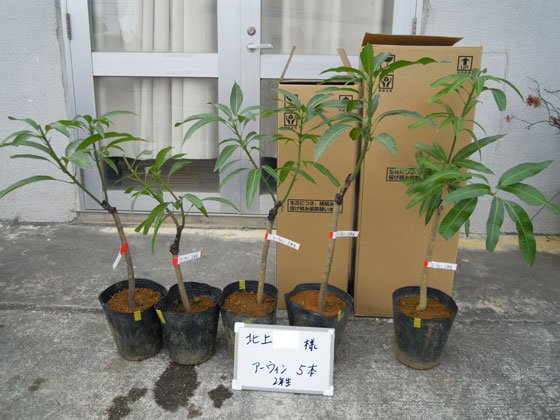 マンゴーの栽培なら宮古島マンゴー市場の苗木。 - 宮古島産マンゴー