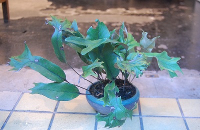 ヒトツバ・獅子葉 - Collection : コレクション - NEO GREEN : ネオ