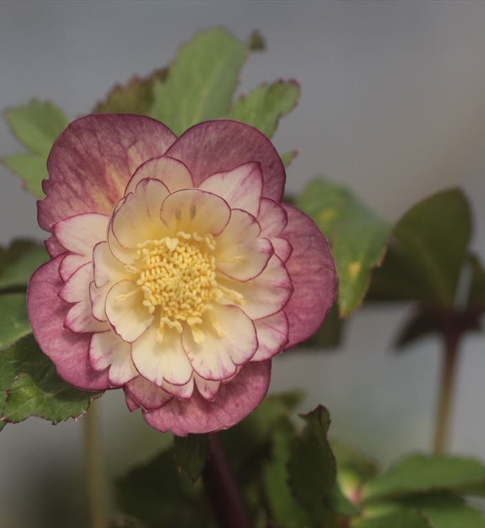 オーレア系ダブル '蜃気楼' | Ohgi Nursery