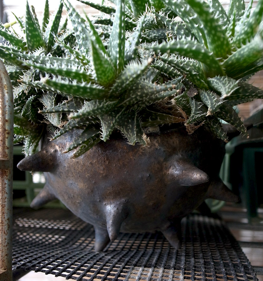 アロエらしいハオルチアとハオルチアらしいアロエとデン子さん | 緑町