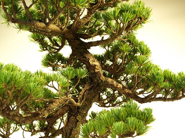 五葉松盆栽 模様木 No.a6-8 | 五葉松 専門盆栽園 松風園(しょうふう