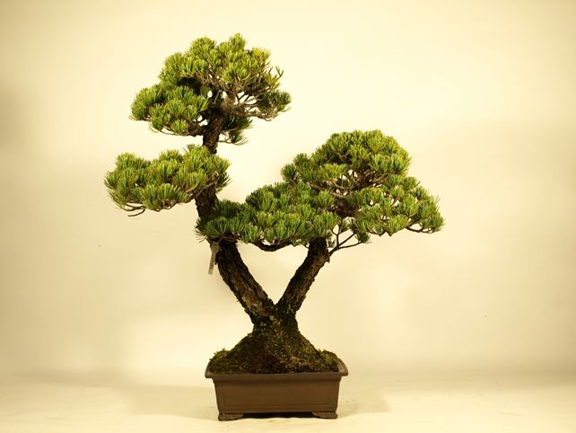 五葉松盆栽 双幹 No.a7-24 | 五葉松 専門盆栽園 松風園(しょうふうえん