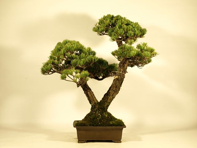 五葉松盆栽 双幹 No.a7-24 | 五葉松 専門盆栽園 松風園(しょうふうえん