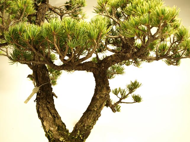 五葉松盆栽 双幹 No.a7-24 | 五葉松 専門盆栽園 松風園(しょうふうえん