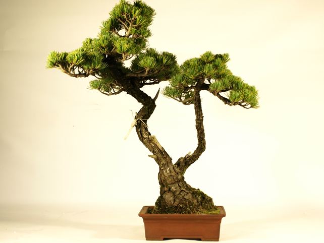 五葉松盆栽 双幹 No.a9-20 | 五葉松 専門盆栽園 松風園(しょうふうえん