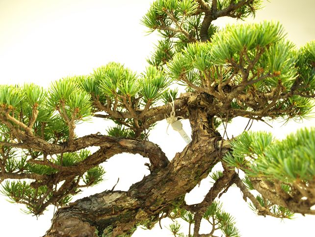 五葉松盆栽 斜幹 No.a9-33 | 五葉松 専門盆栽園 松風園(しょうふうえん