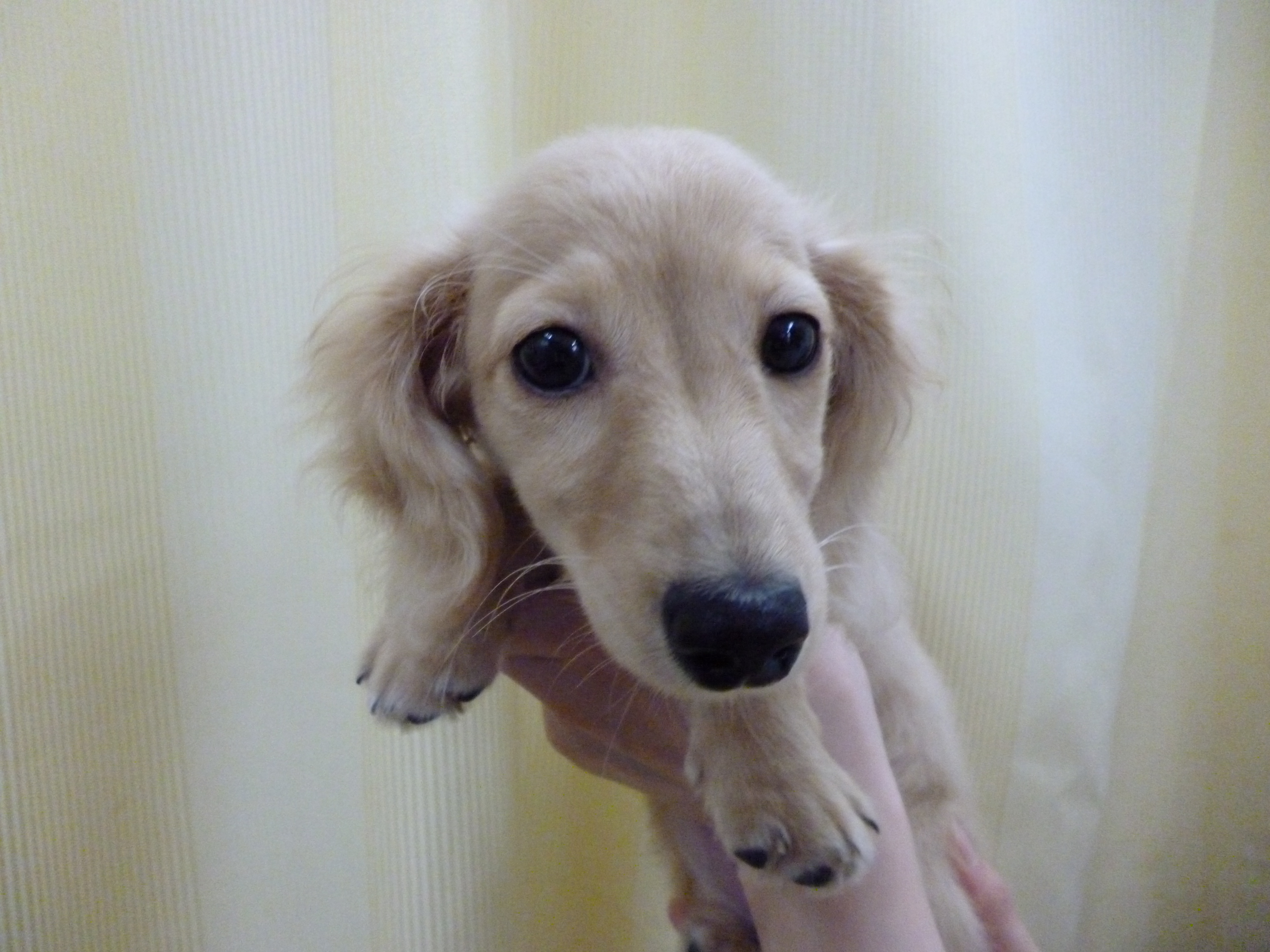 ミニチュアダックス クリーム♀【M-0065】 - ミニチュアダックスなどの