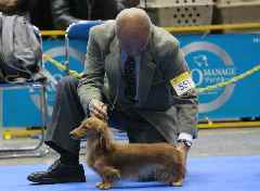 スターフリートダックスフンド 鈴木好美