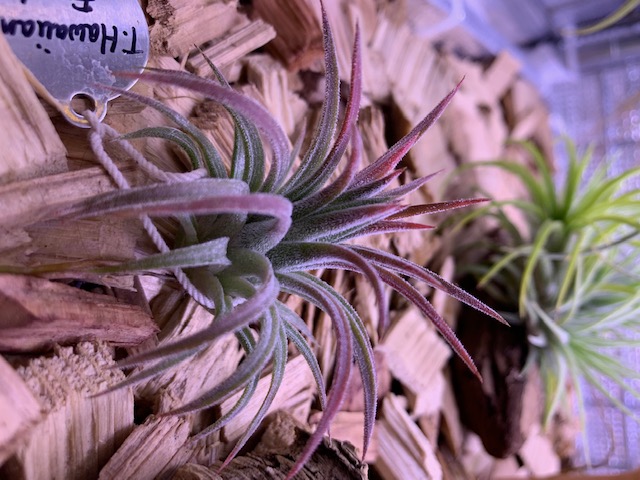 イオナンタ ハワイアンフロスト