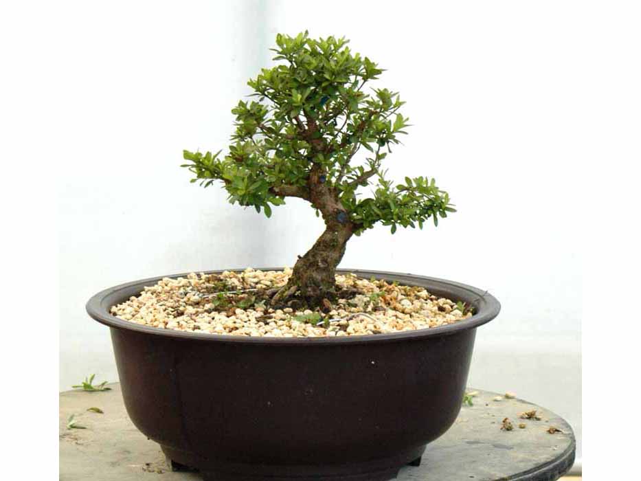 明美の月 あけみのつき : ヤマカ園芸, 皐月販売