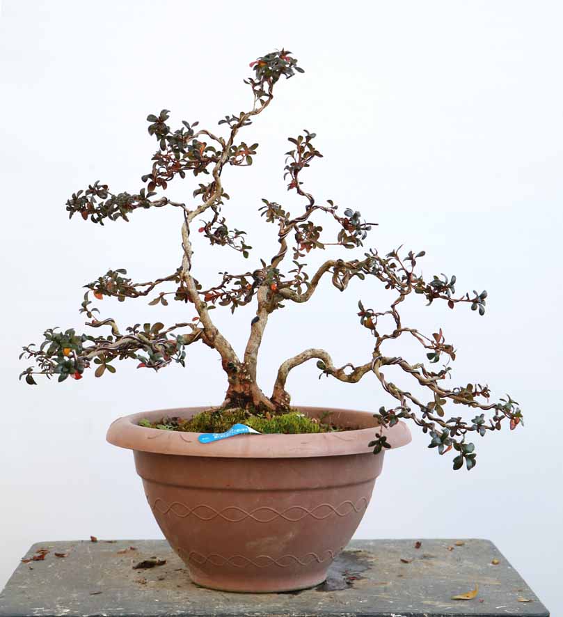 幹周 7cm未満 : ヤマカ園芸, 皐月販売