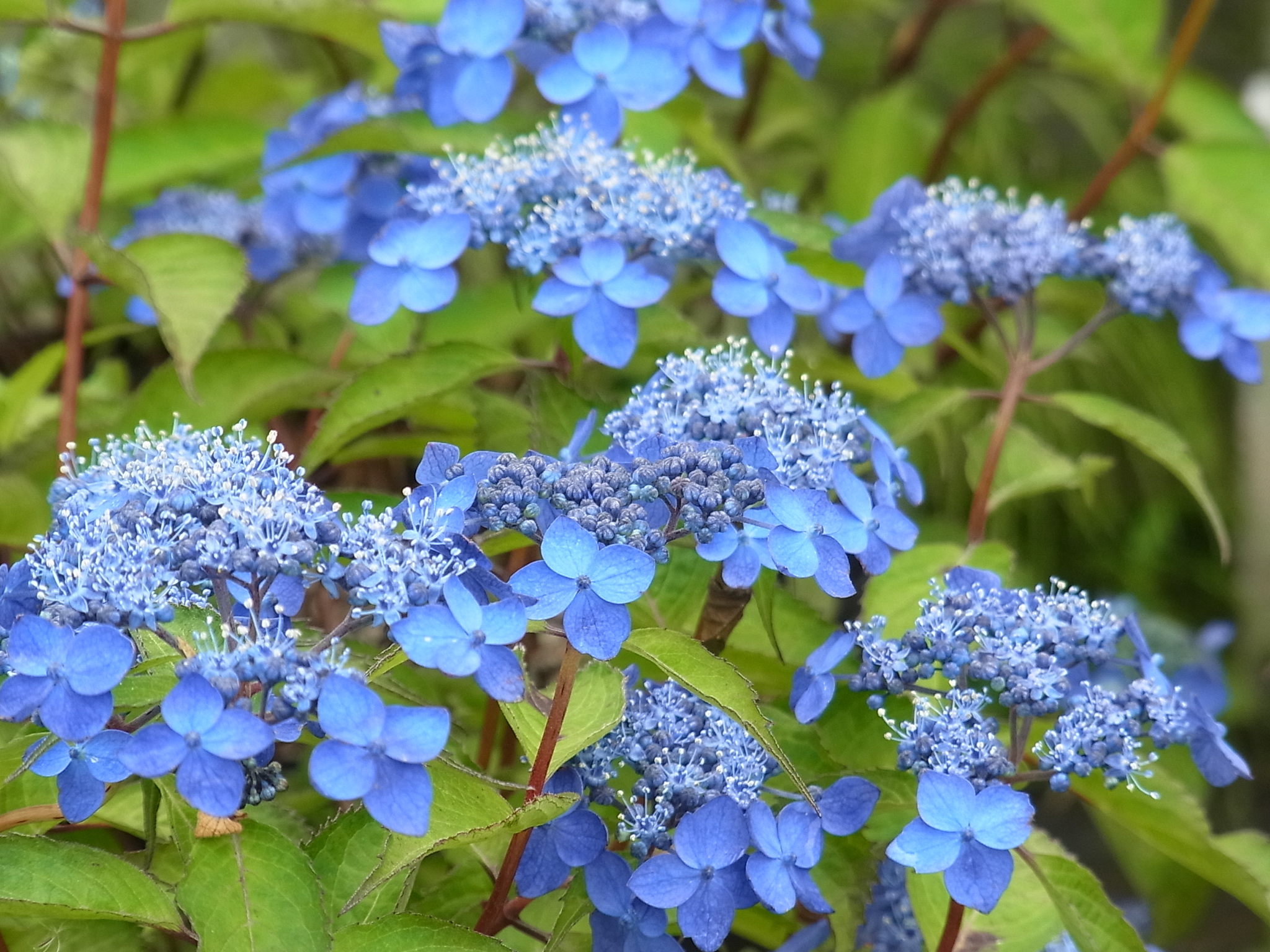 ヤマアジサイ'藍姫' | 樹木好き！ I Love Trees