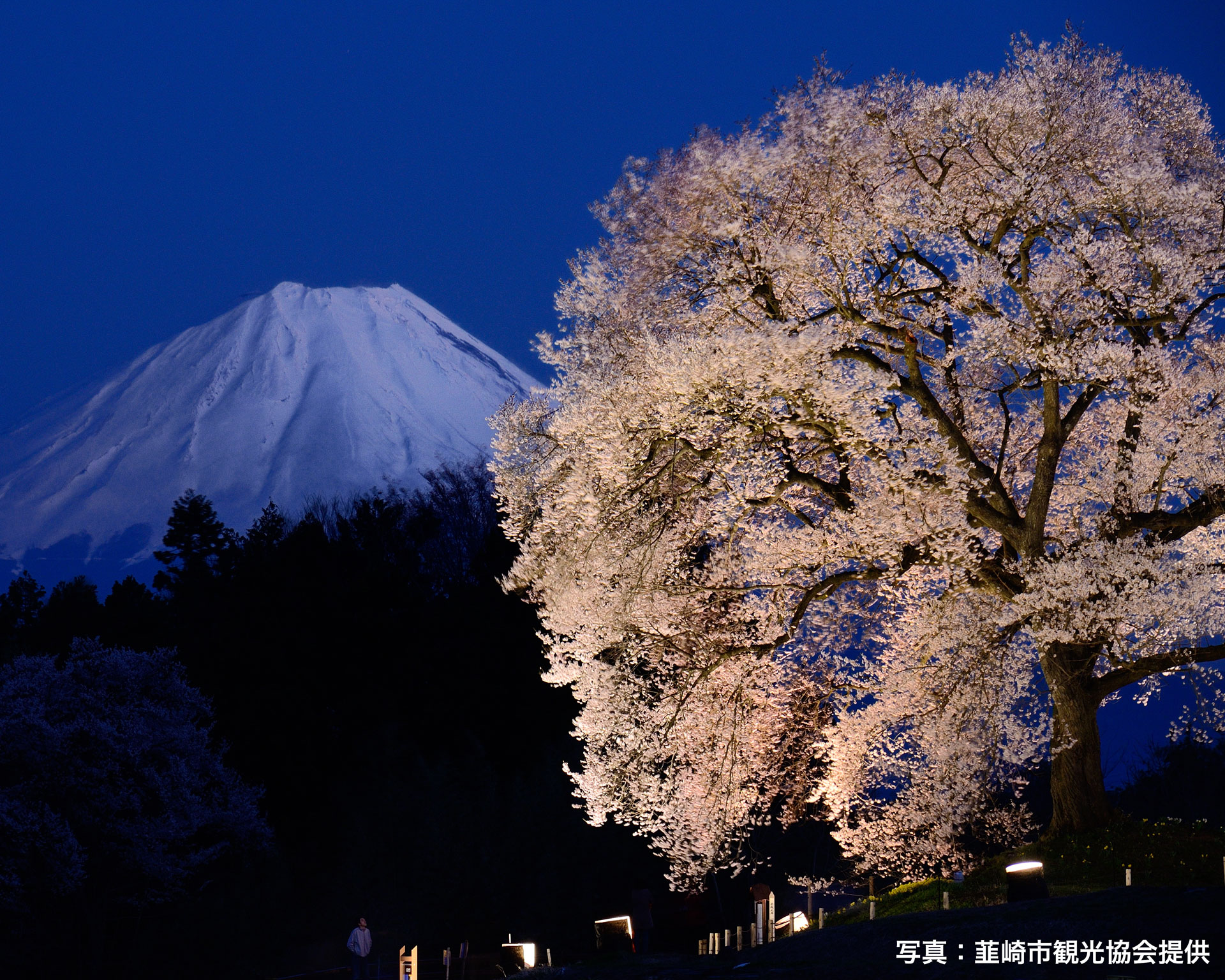 八ヶ岳などをバックに咲く一本桜「わに塚のサクラ」、ライトアップは