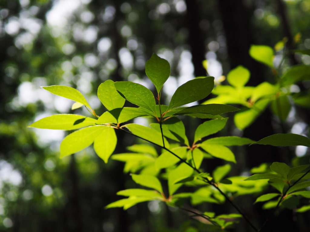 クロモジ - 一十八日ホームページ