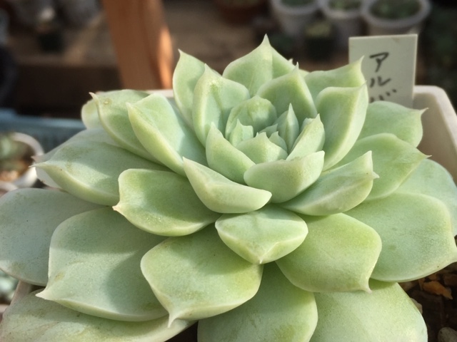 今朝の多肉：アルバとアルバの仲間達と、花芽が育ち始めた気の早い子