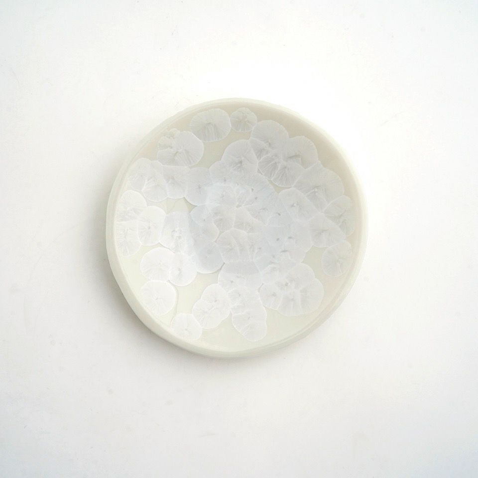 花結晶 【京焼・清水焼】花結晶 三寸皿揃〈5枚〉 |皿や鉢など和食器の